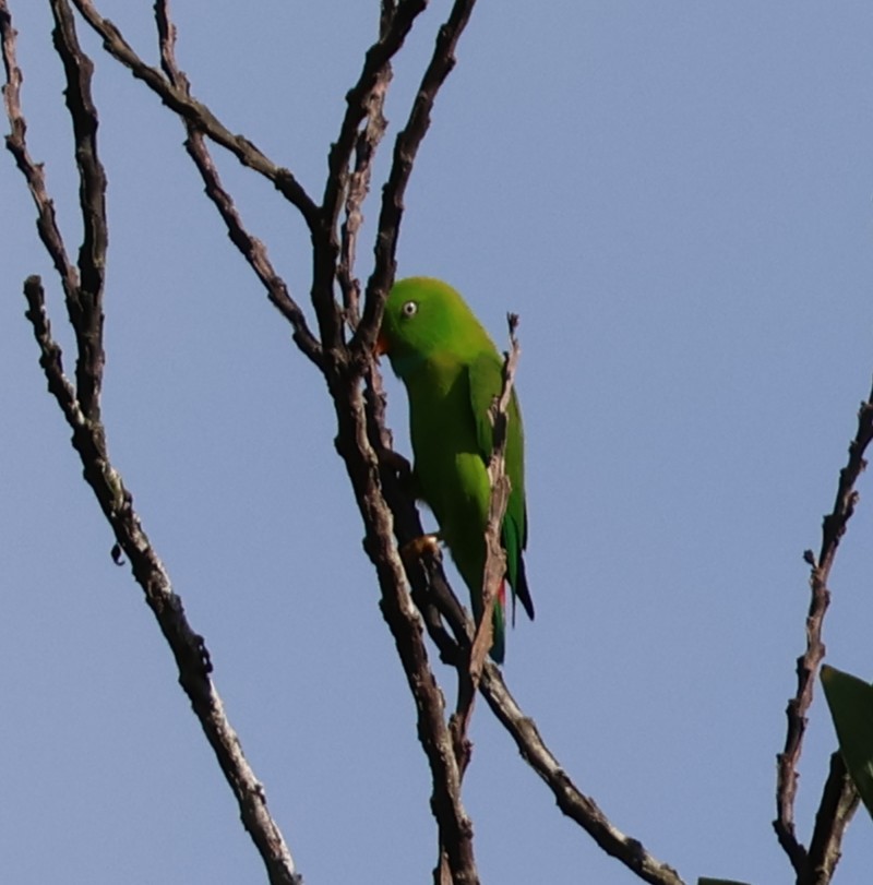 Vernal Hanging-Parrot - ML647082757