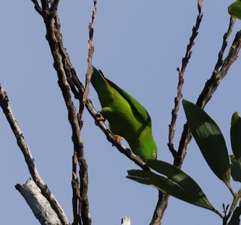 Vernal Hanging-Parrot - ML647082758