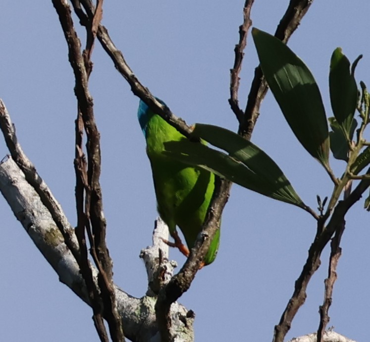 Vernal Hanging-Parrot - ML647082759