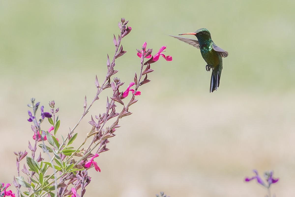 glansbuksmaragd - ML647082766