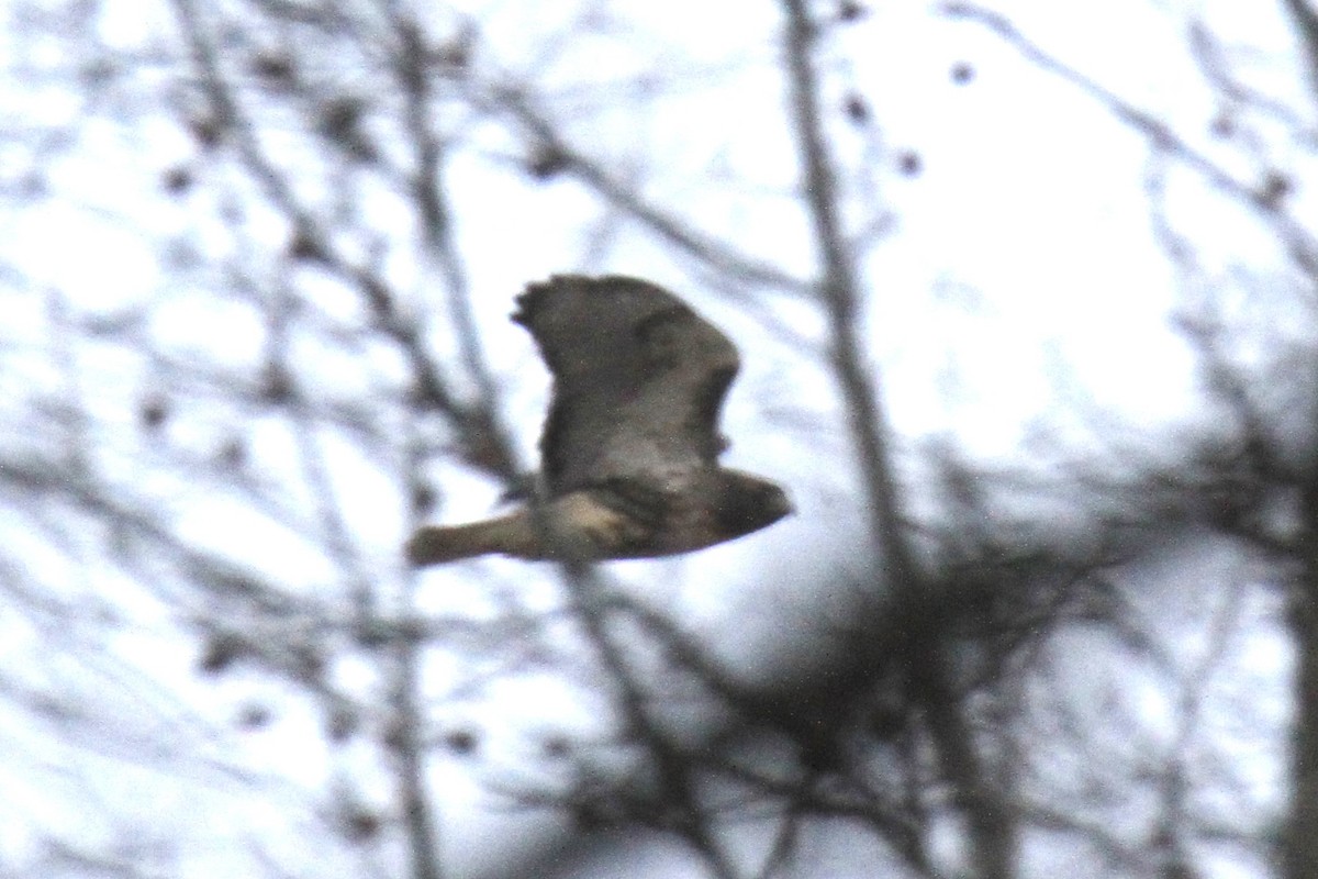 アカオノスリ（abieticola） - ML647082770