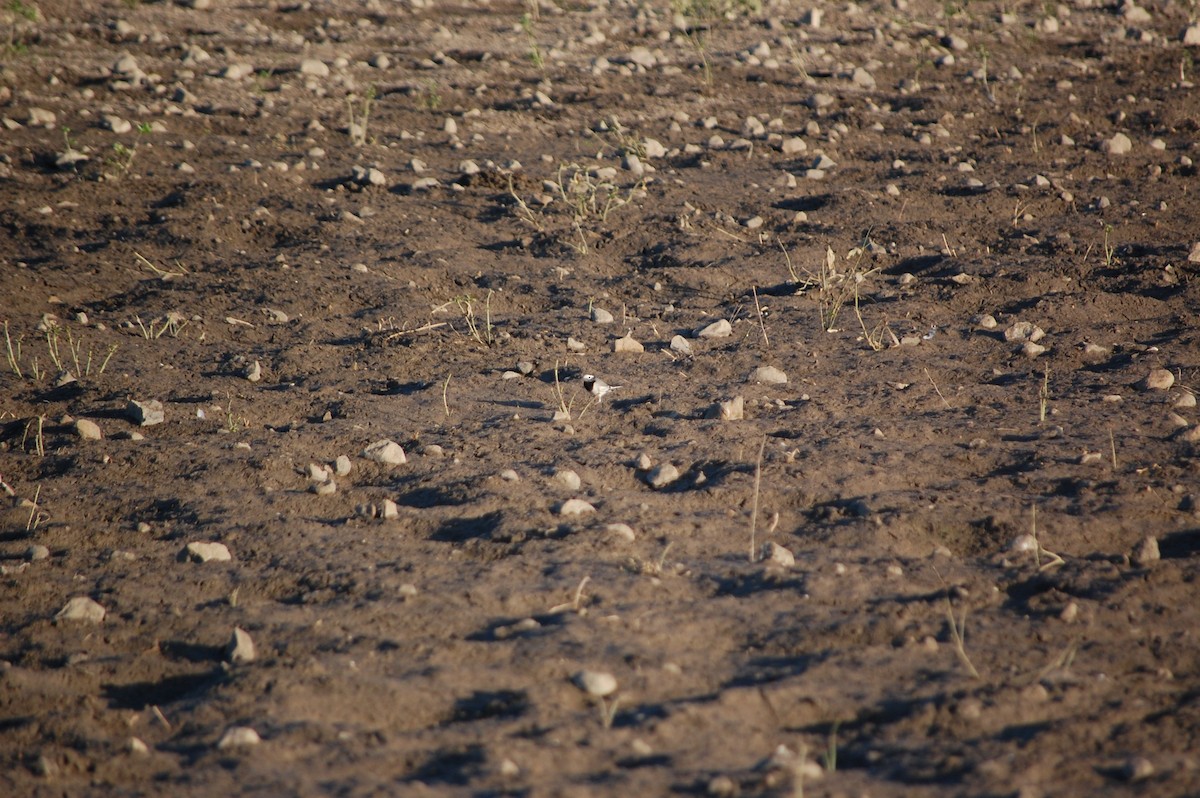 White Wagtail - ML647082790
