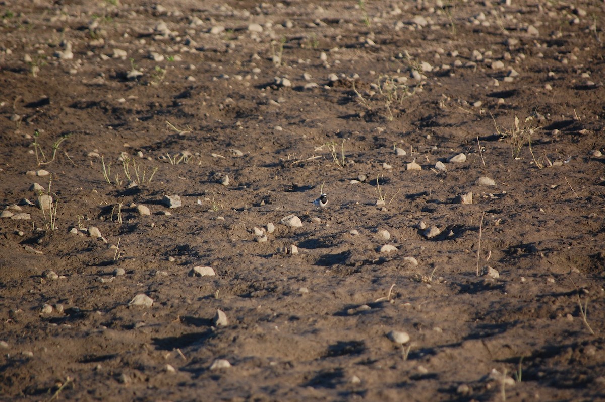 White Wagtail - ML647082791