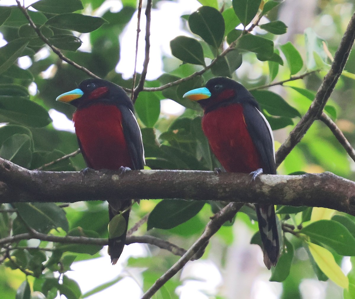 Black-and-red Broadbill - ML647082795