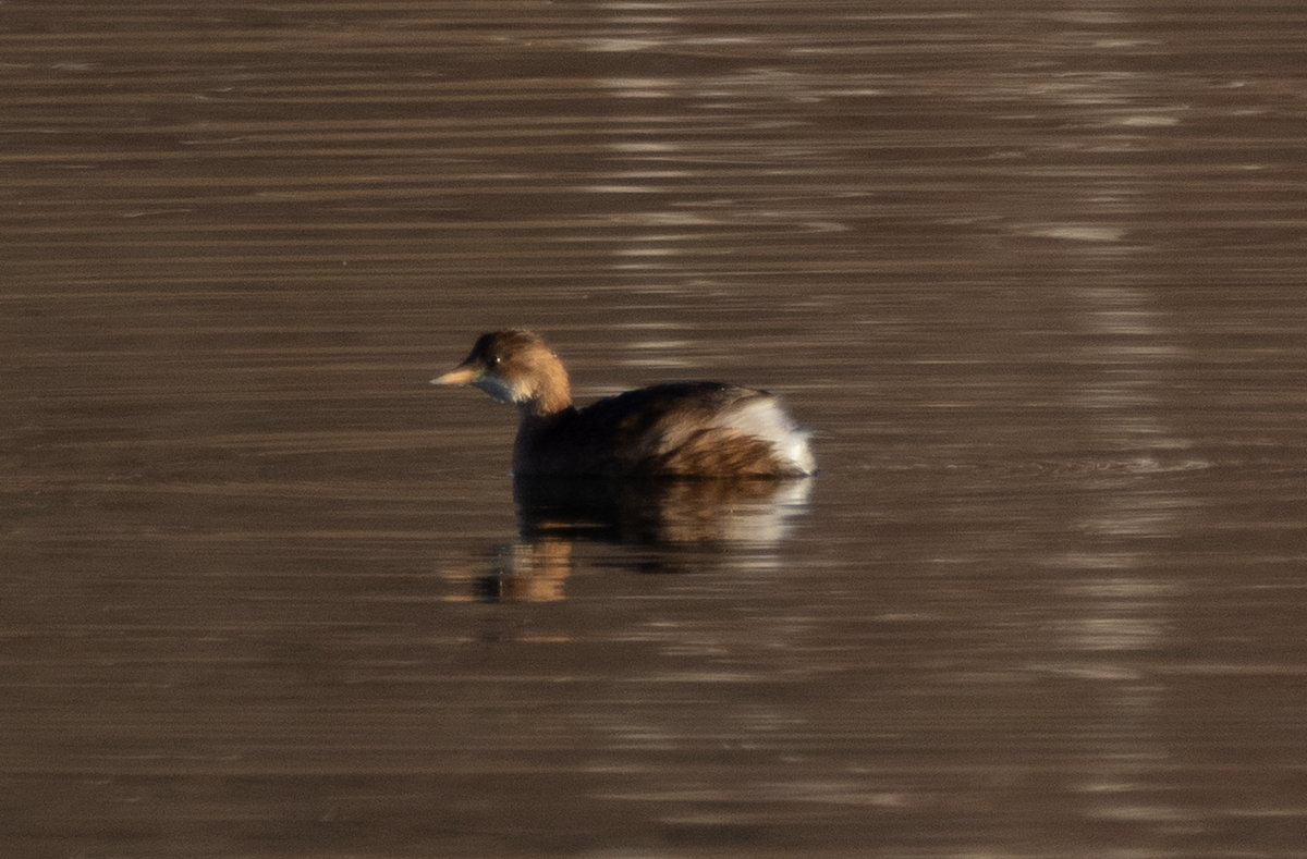Little Grebe (Little) - ML647082799