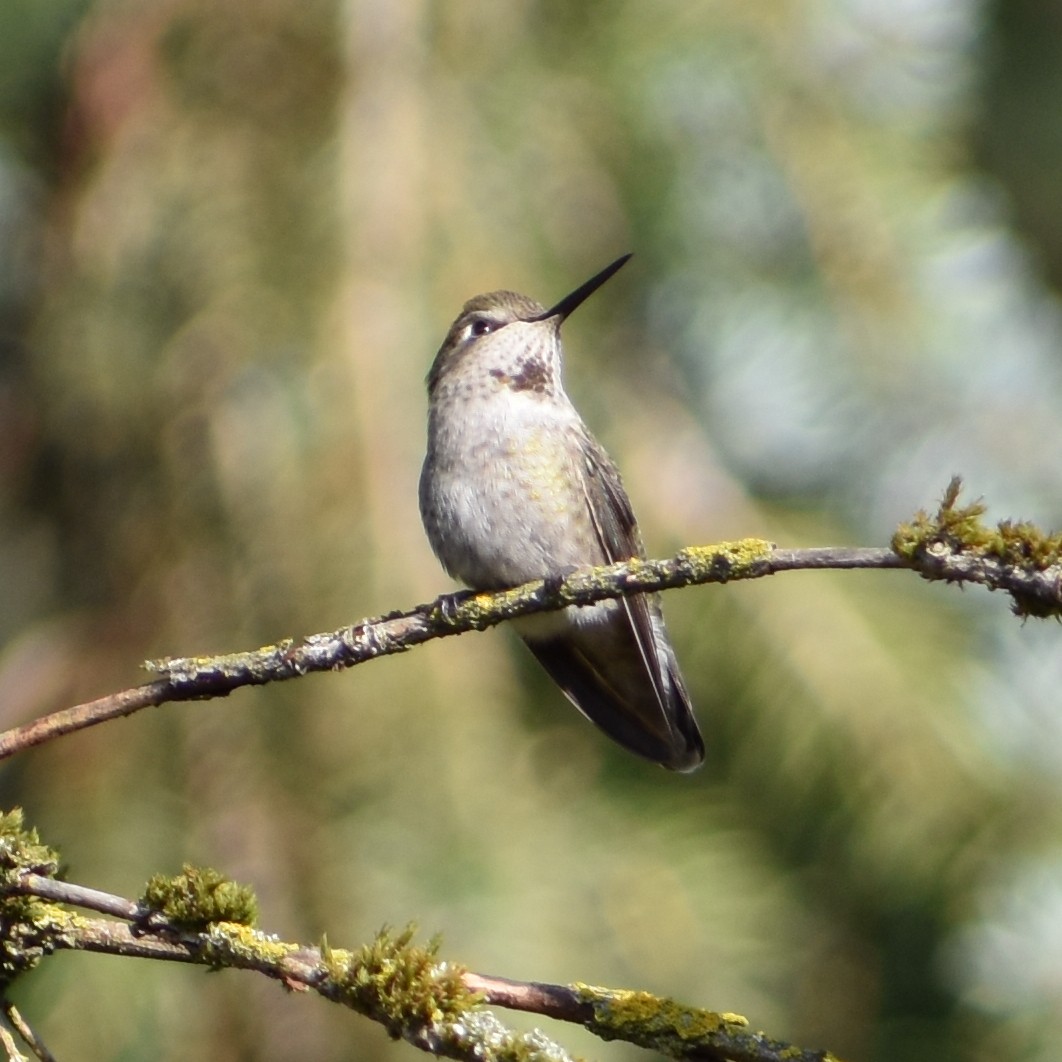 Anna's Hummingbird - ML647082806
