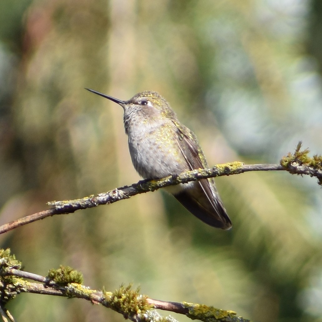Anna's Hummingbird - ML647082808