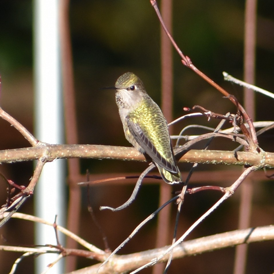Anna's Hummingbird - ML647082810