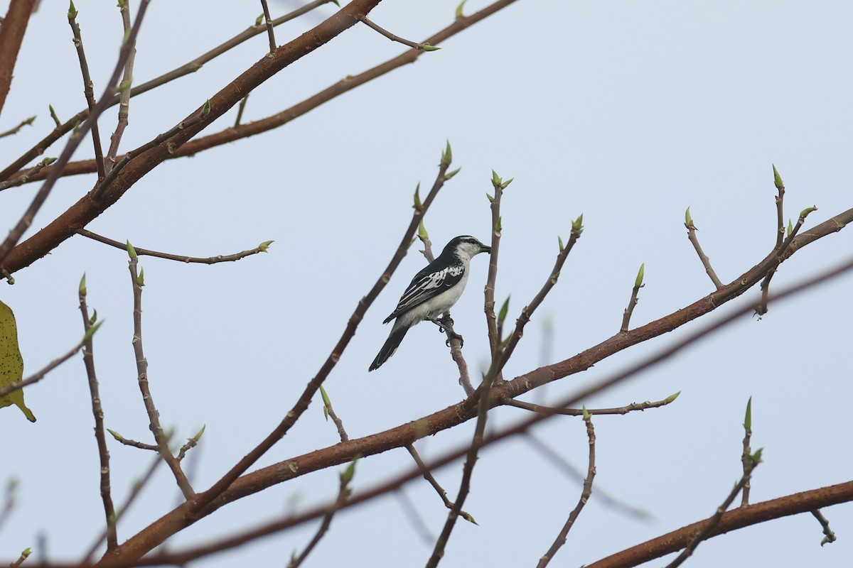 White-shouldered Triller - ML647082812