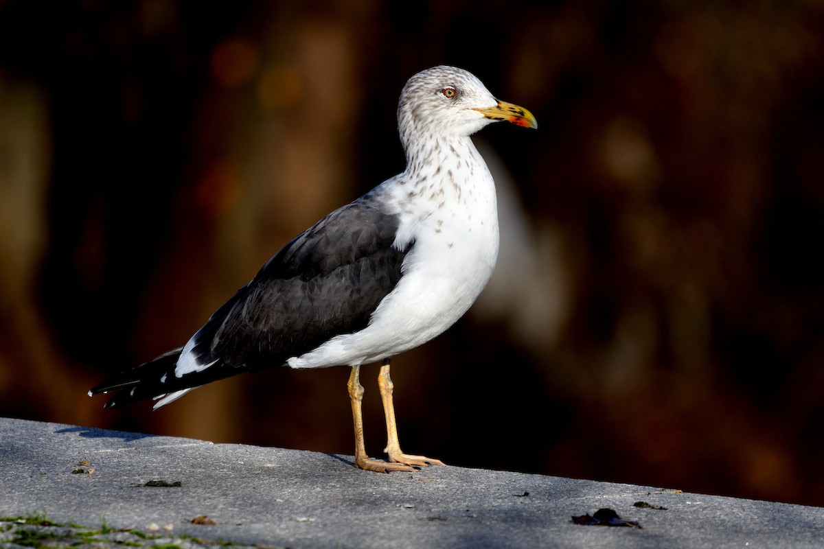 Kaio iluna - ML647082817