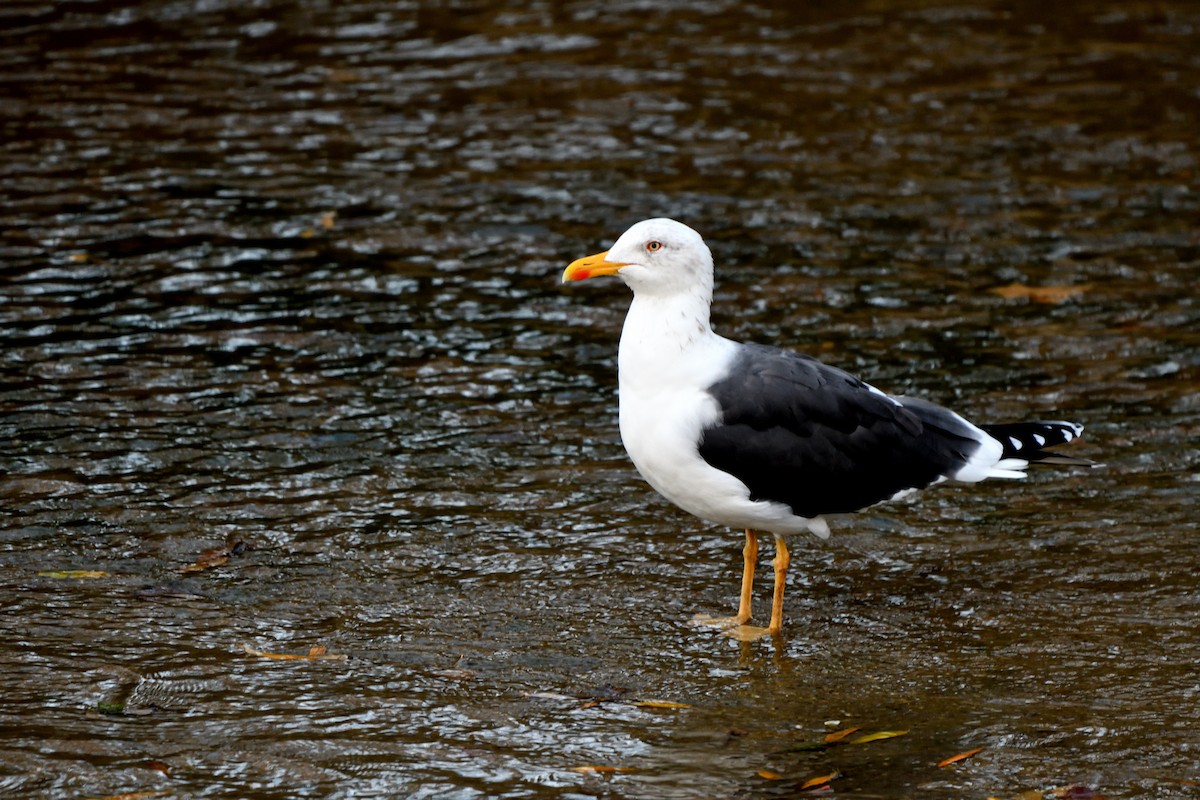 Kaio iluna - ML647082818