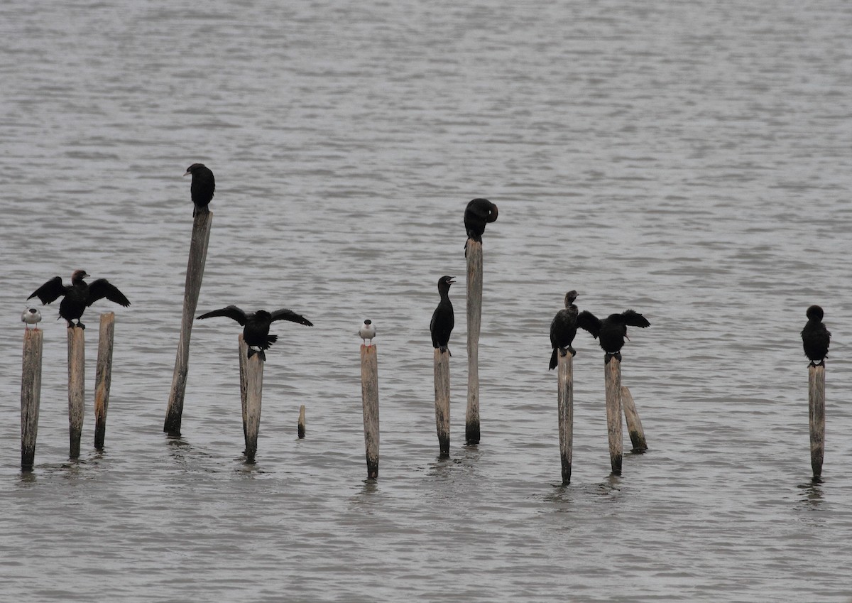 Pygmy Cormorant - ML647082829