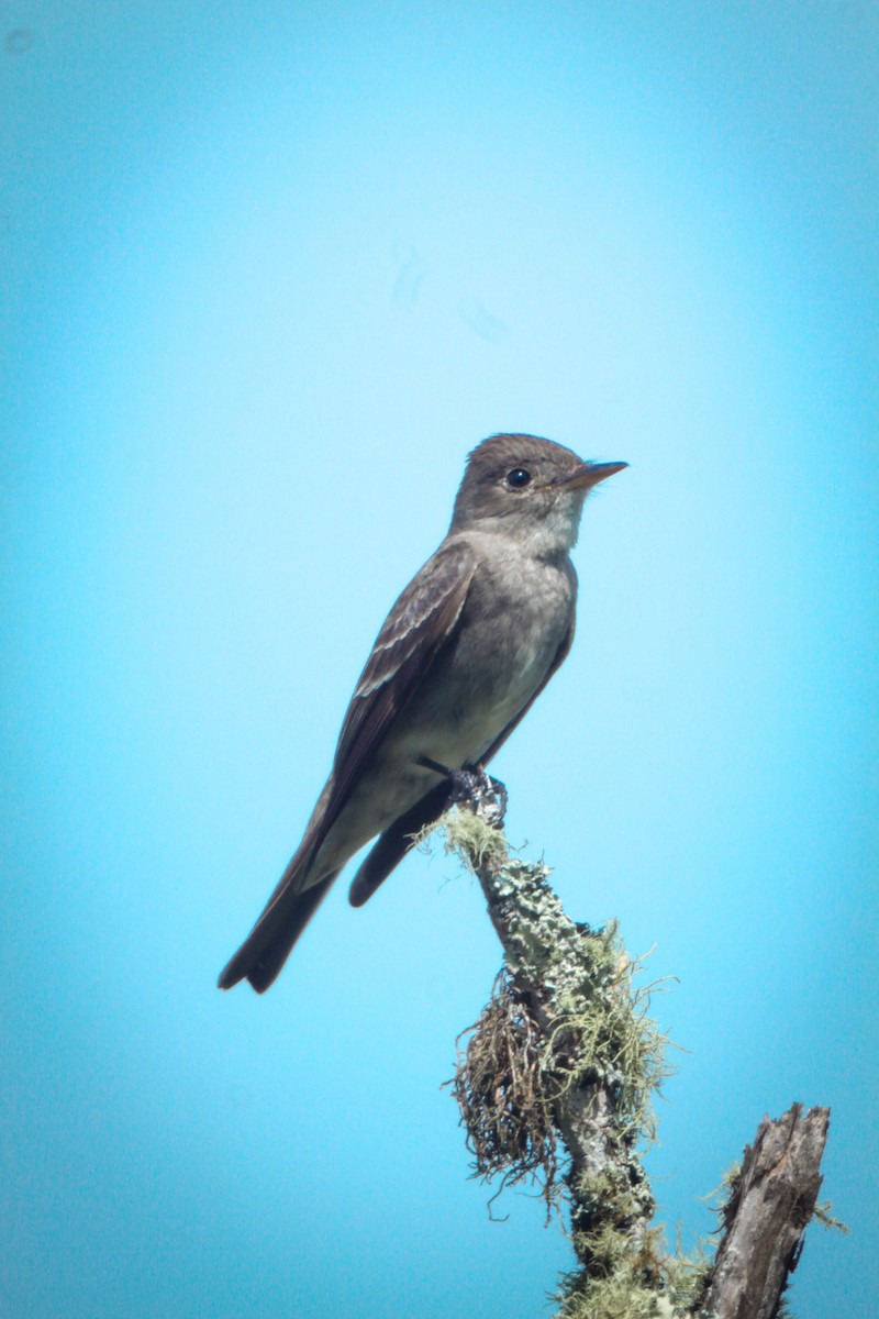 Pioui de l'Ouest - ML647082830