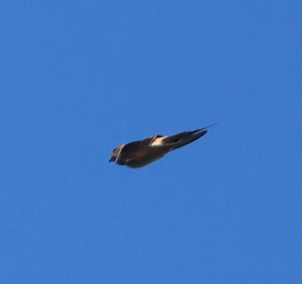 Eastern Red-rumped Swallow - ML647082834