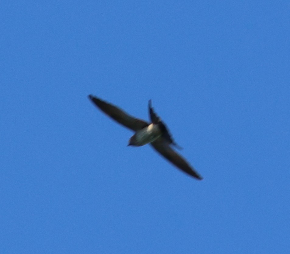 Eastern Red-rumped Swallow - ML647082835