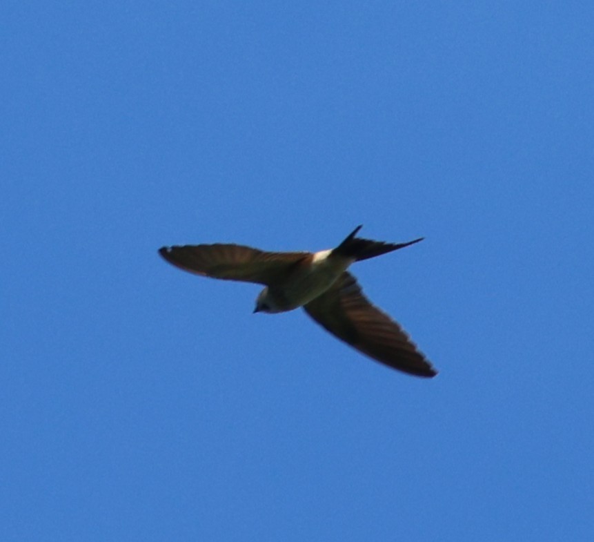 Eastern Red-rumped Swallow - ML647082836