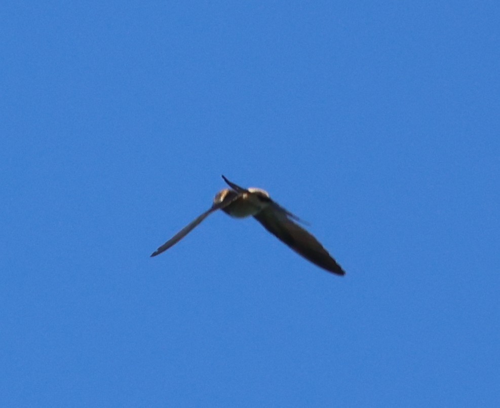 Eastern Red-rumped Swallow - ML647082838