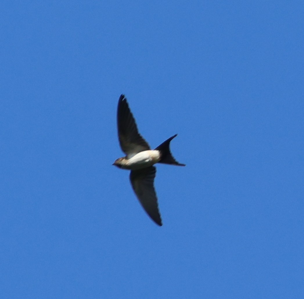Eastern Red-rumped Swallow - ML647082839