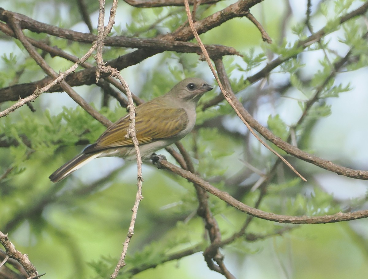 Lesser Honeyguide (Lesser) - ML647082841