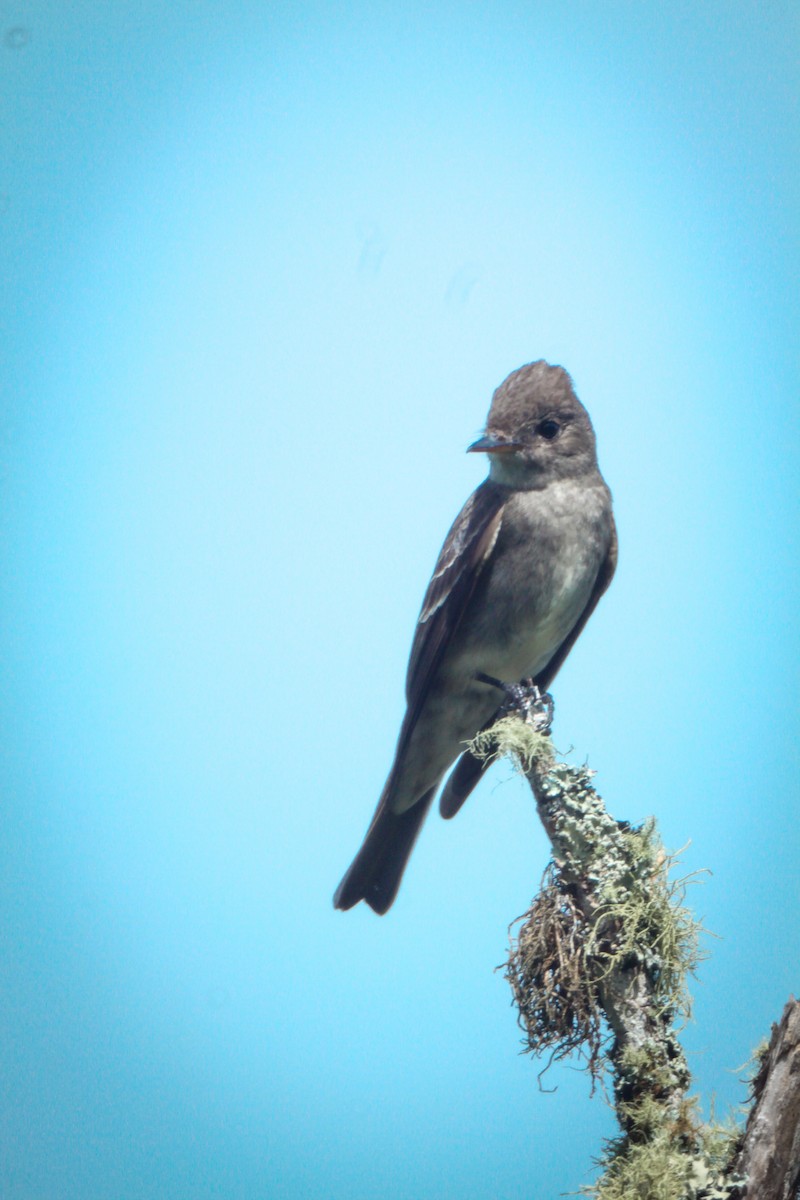 Pioui de l'Ouest - ML647082846