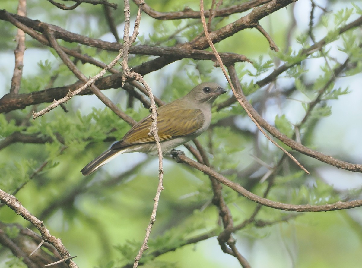Lesser Honeyguide (Lesser) - ML647082853