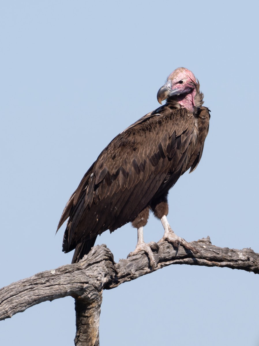 Lappet-faced Vulture - ML647082855
