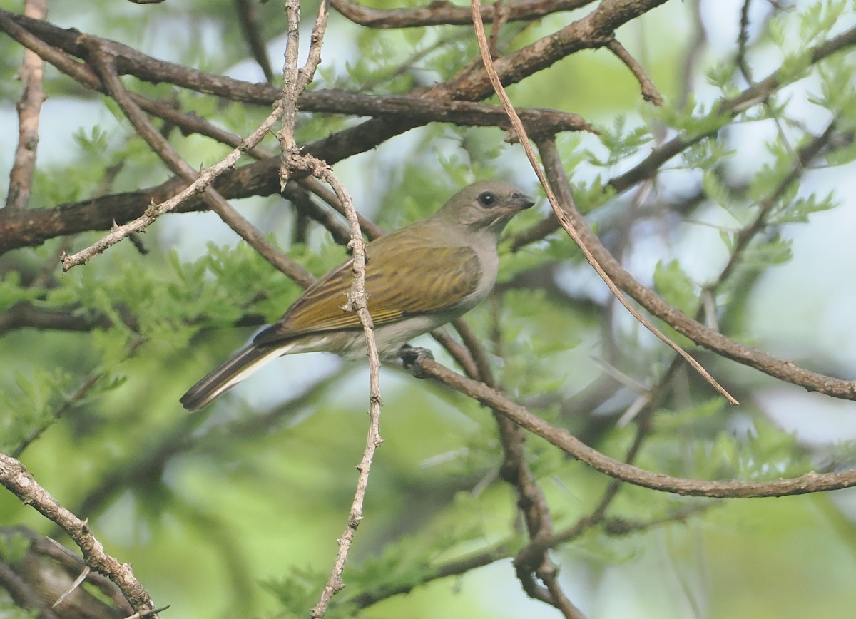 Lesser Honeyguide (Lesser) - ML647082859