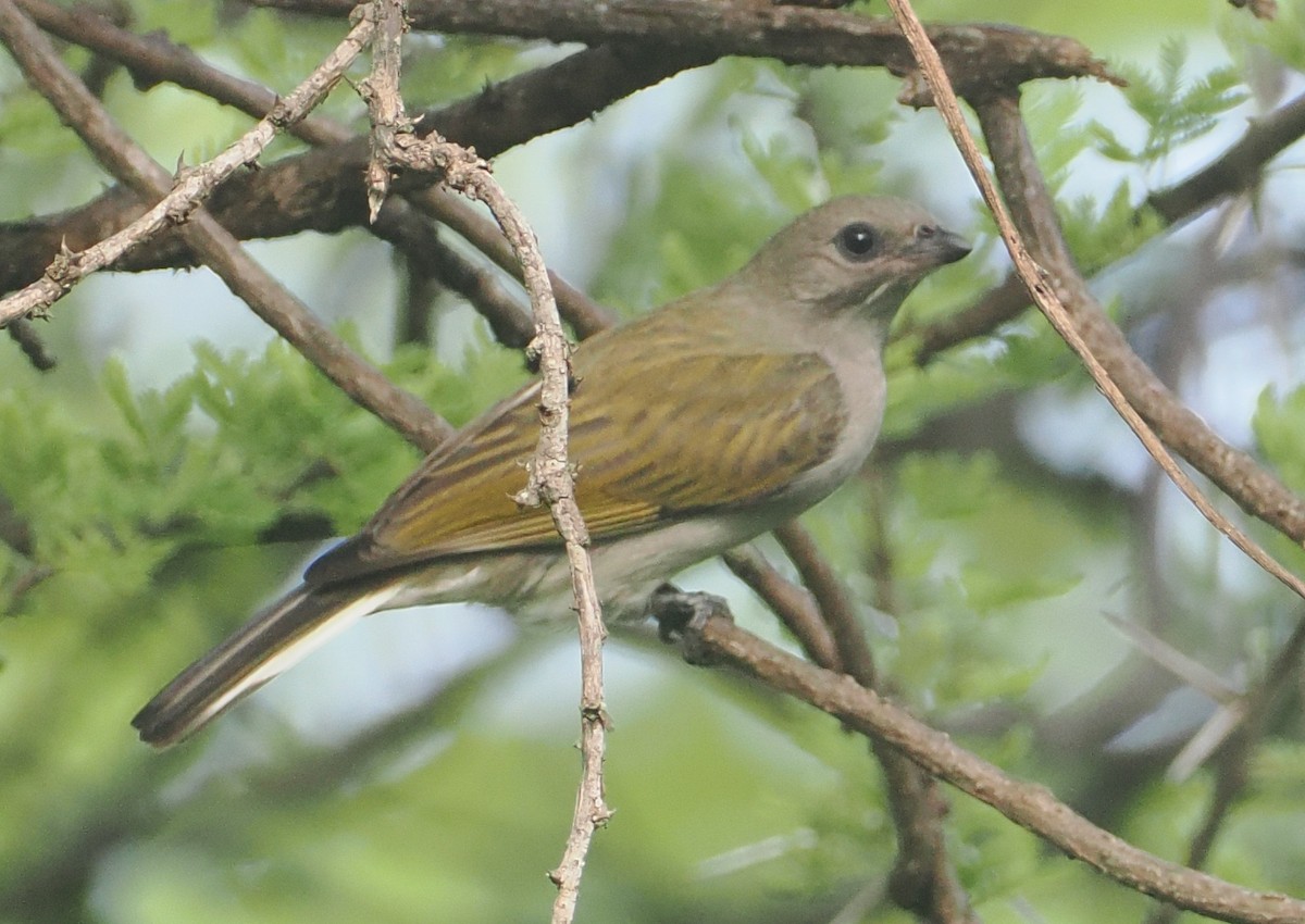 Lesser Honeyguide (Lesser) - ML647082870
