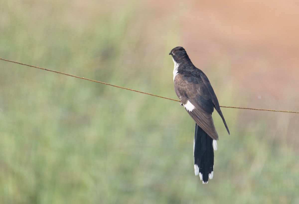 Pied Cuckoo - ML647082871