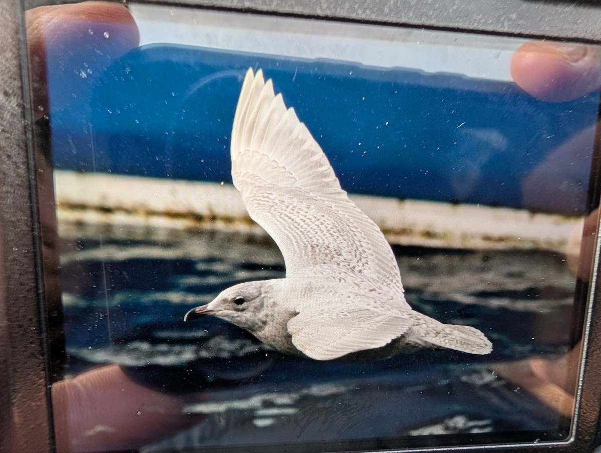 アイスランドカモメ - ML647082873