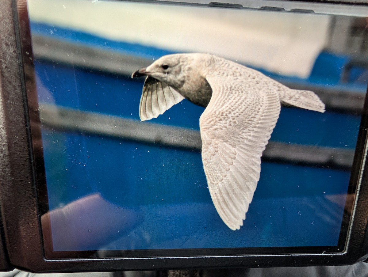 アイスランドカモメ - ML647082874