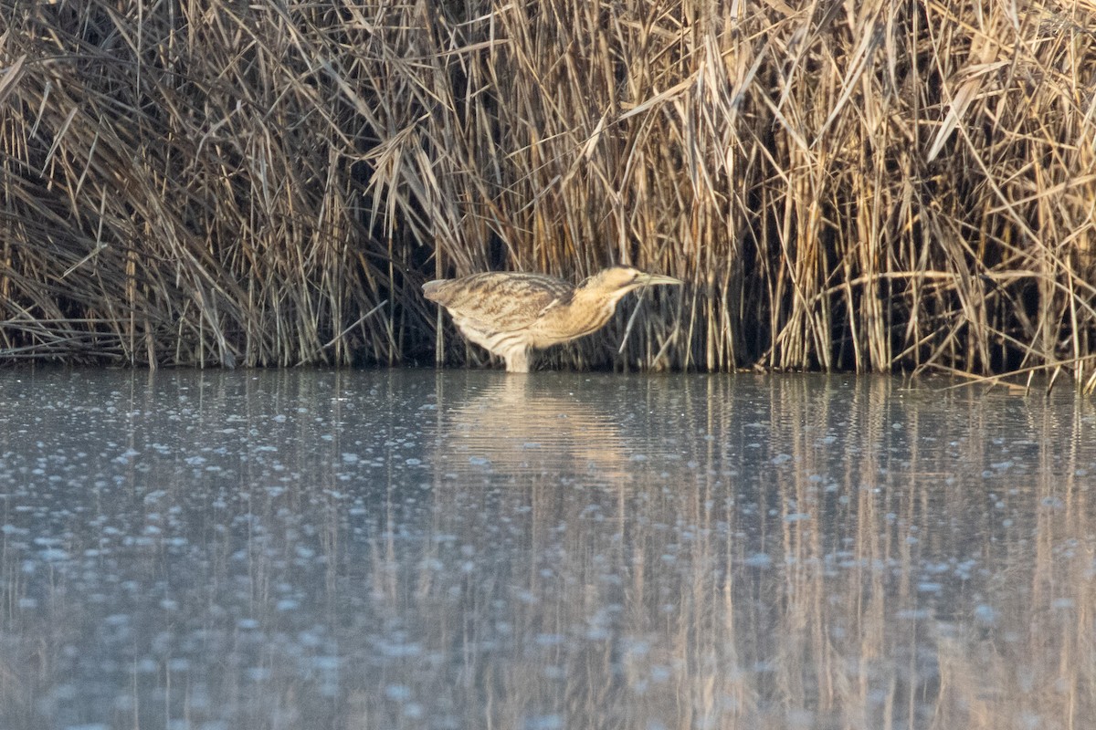 Eurasian Bittern - ML647082876