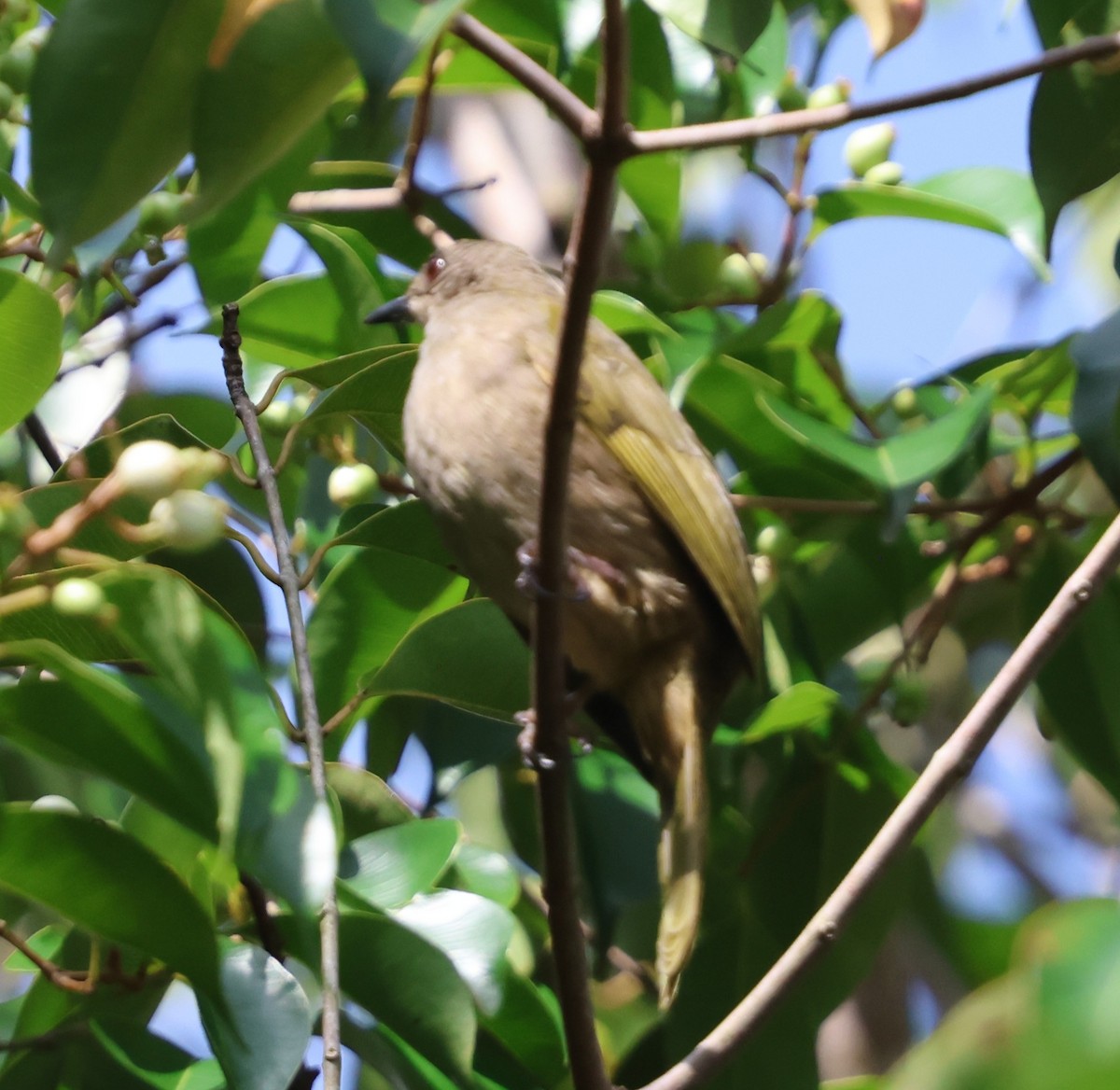 Olive-winged Bulbul - ML647082877
