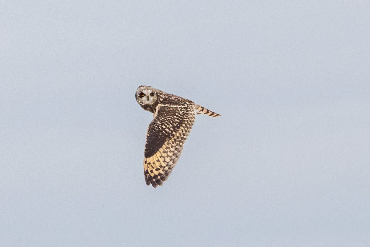 Short-eared Owl - ML647082882