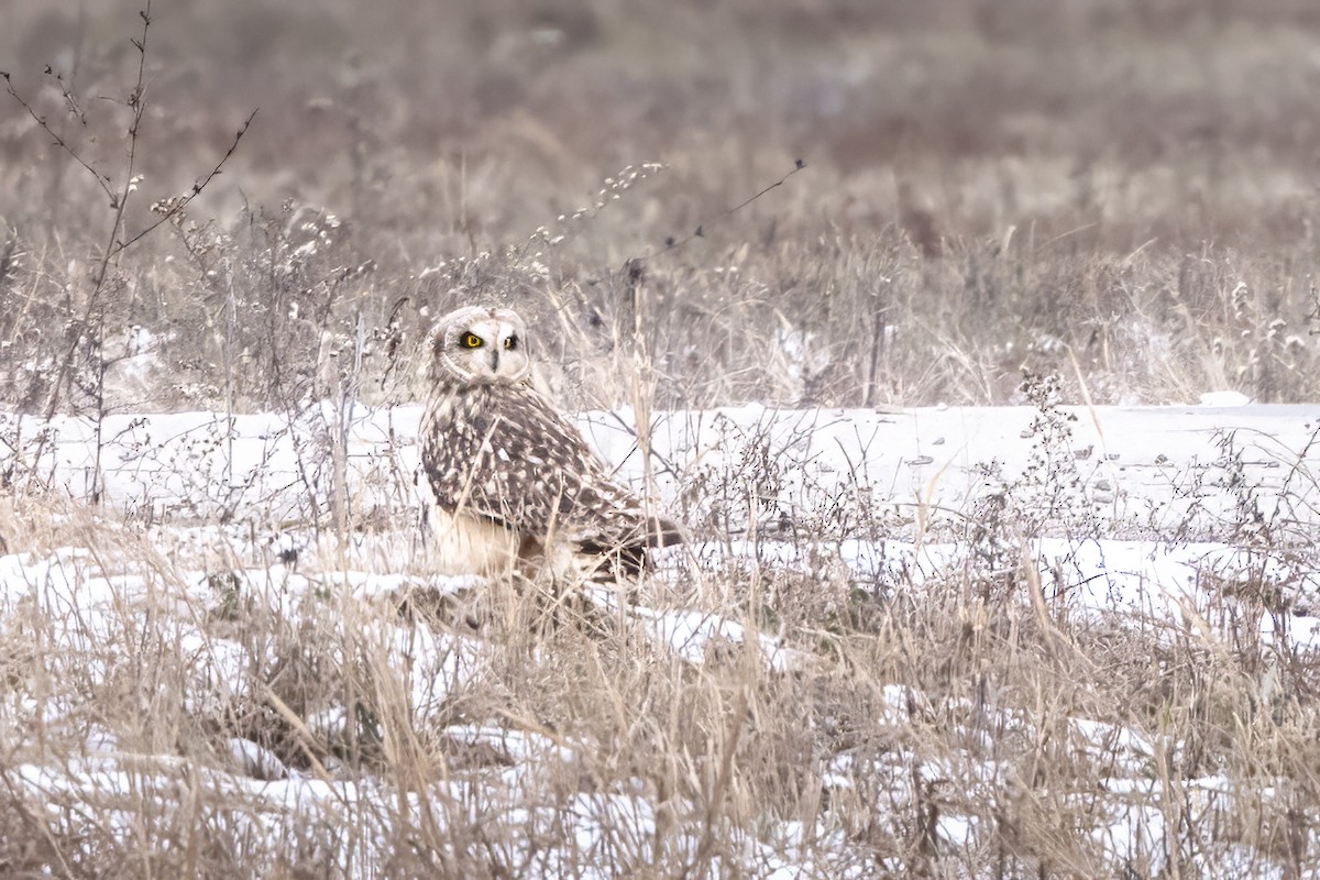 Short-eared Owl - ML647082883