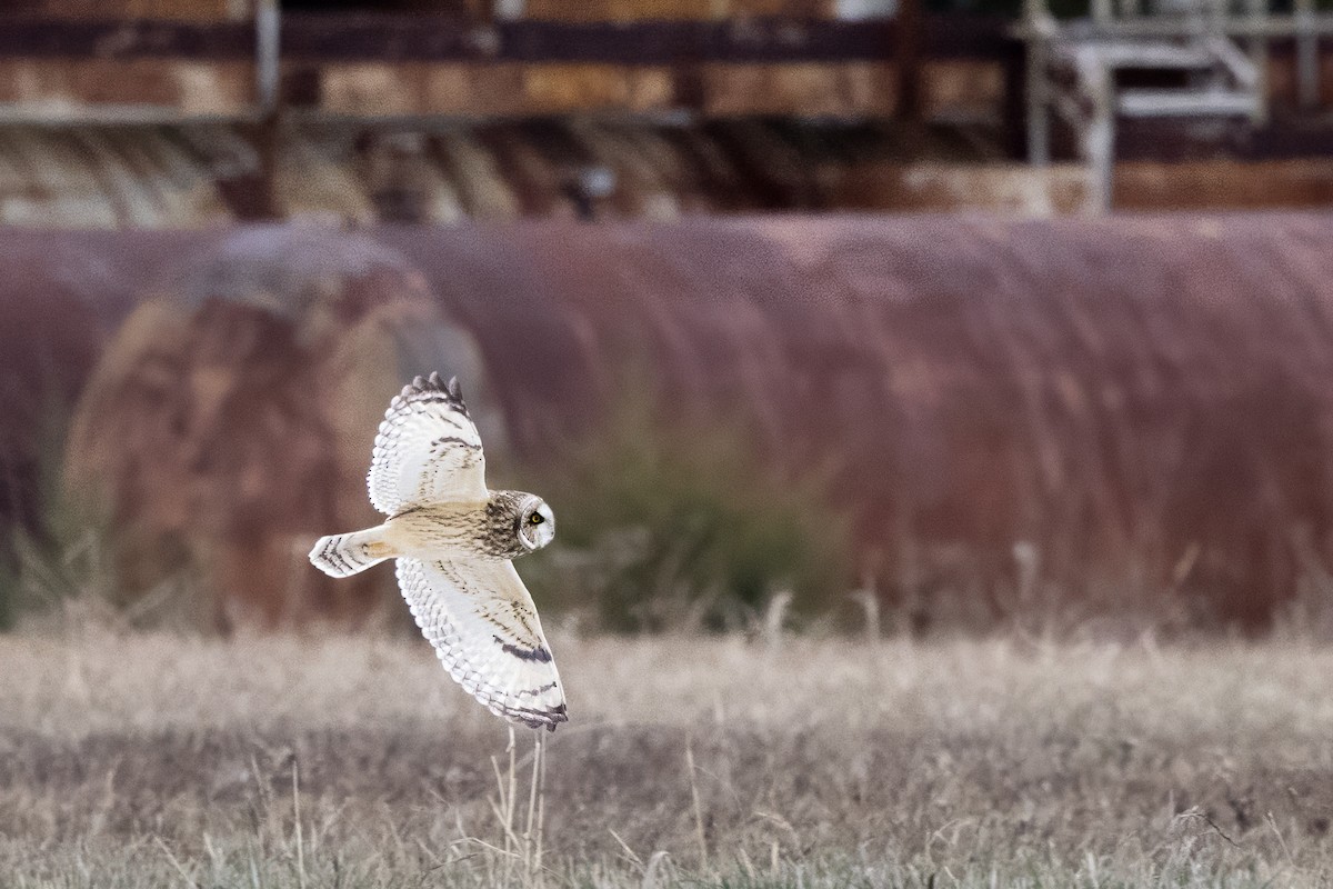 Short-eared Owl - ML647082884