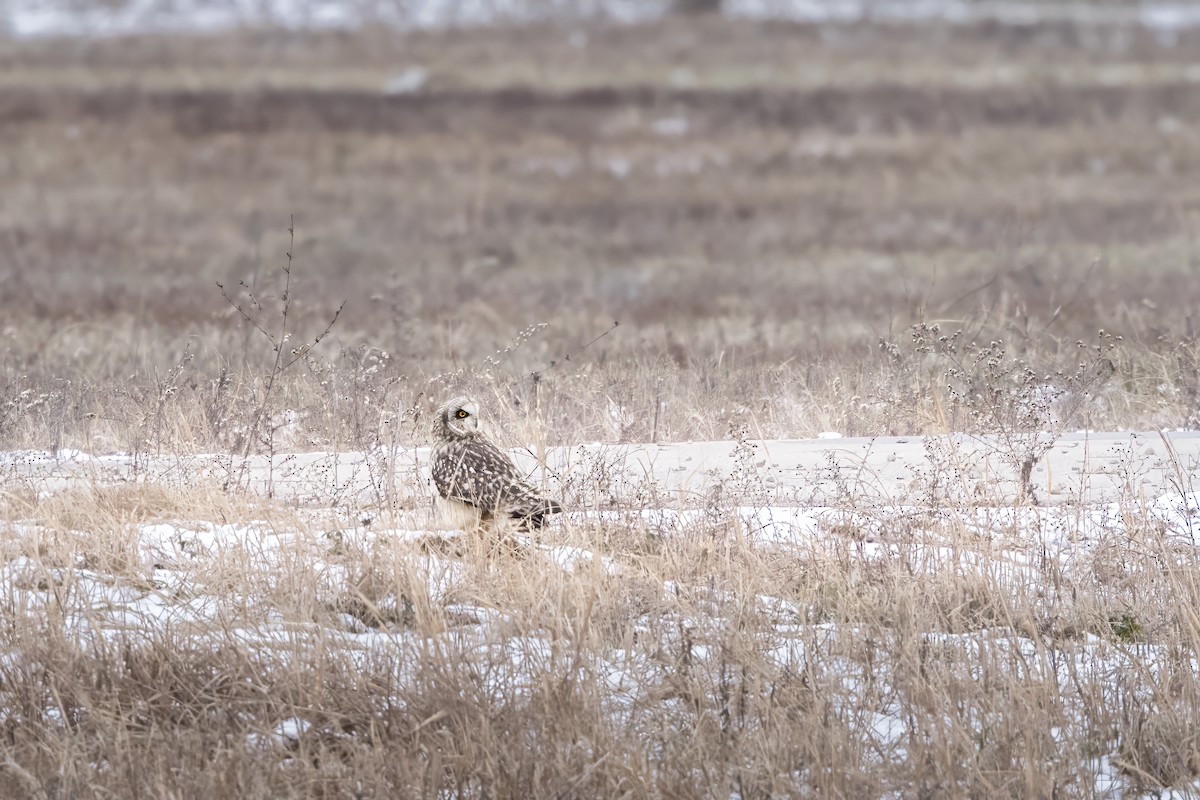 Short-eared Owl - ML647082885