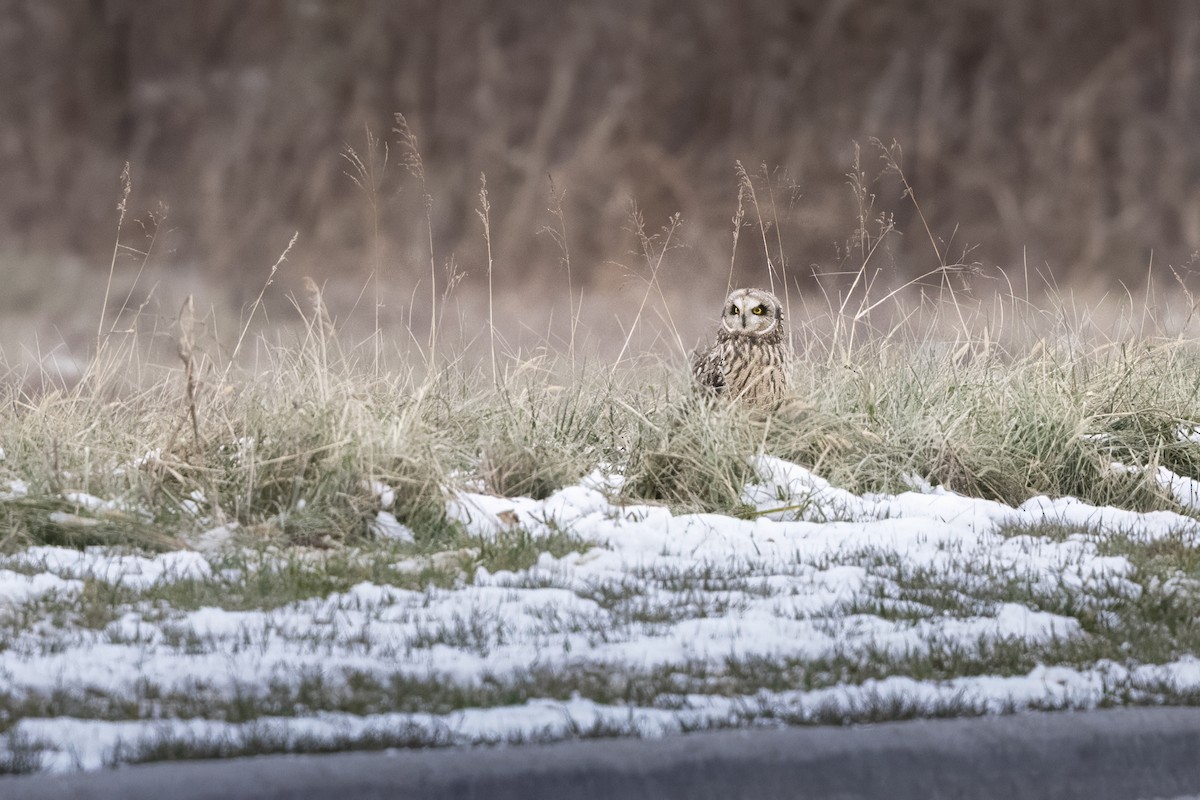 Short-eared Owl - ML647082886