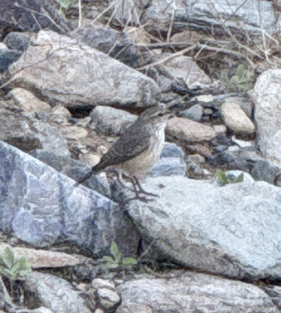 Rock Wren - ML647082892