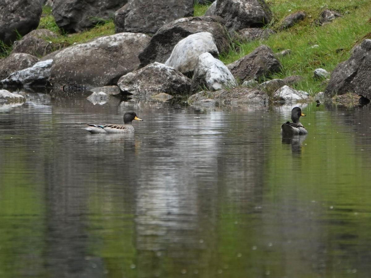 Yellow-billed Teal (oxyptera) - ML647082893
