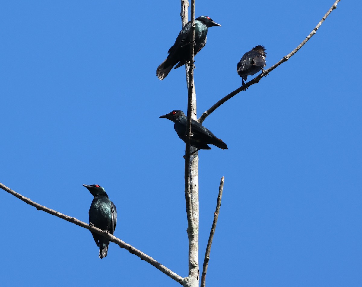 Asian Glossy Starling - ML647082894