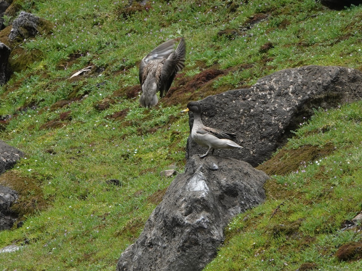 Yellow-billed Teal (oxyptera) - ML647082895