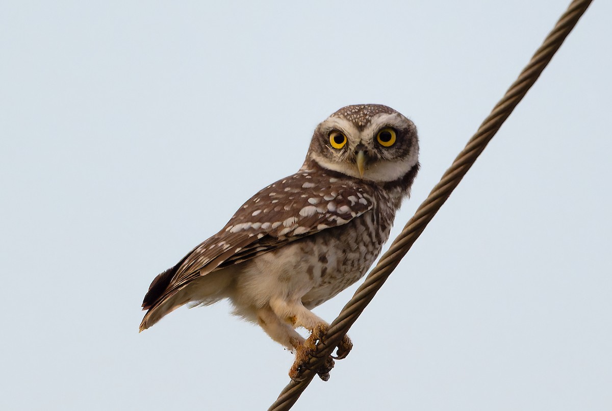 Chevêche brame - ML647082900