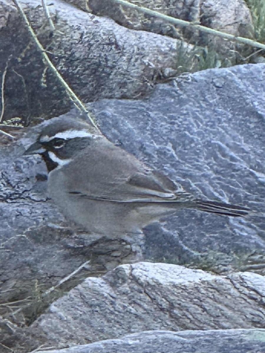 Black-throated Sparrow - ML647082901