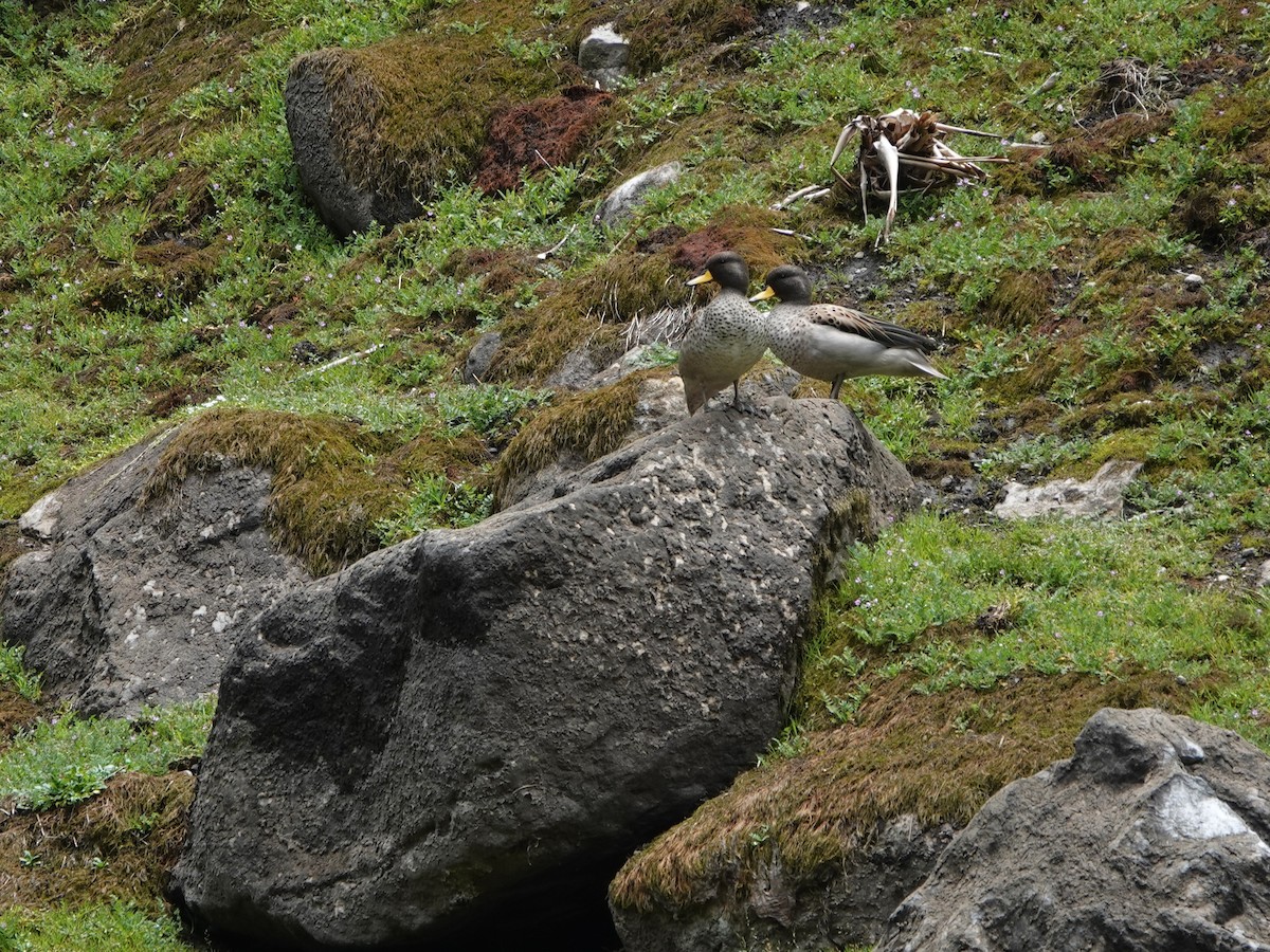 Yellow-billed Teal (oxyptera) - ML647082902