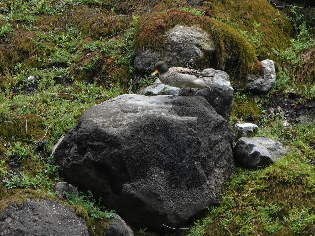 Yellow-billed Teal (oxyptera) - ML647082908