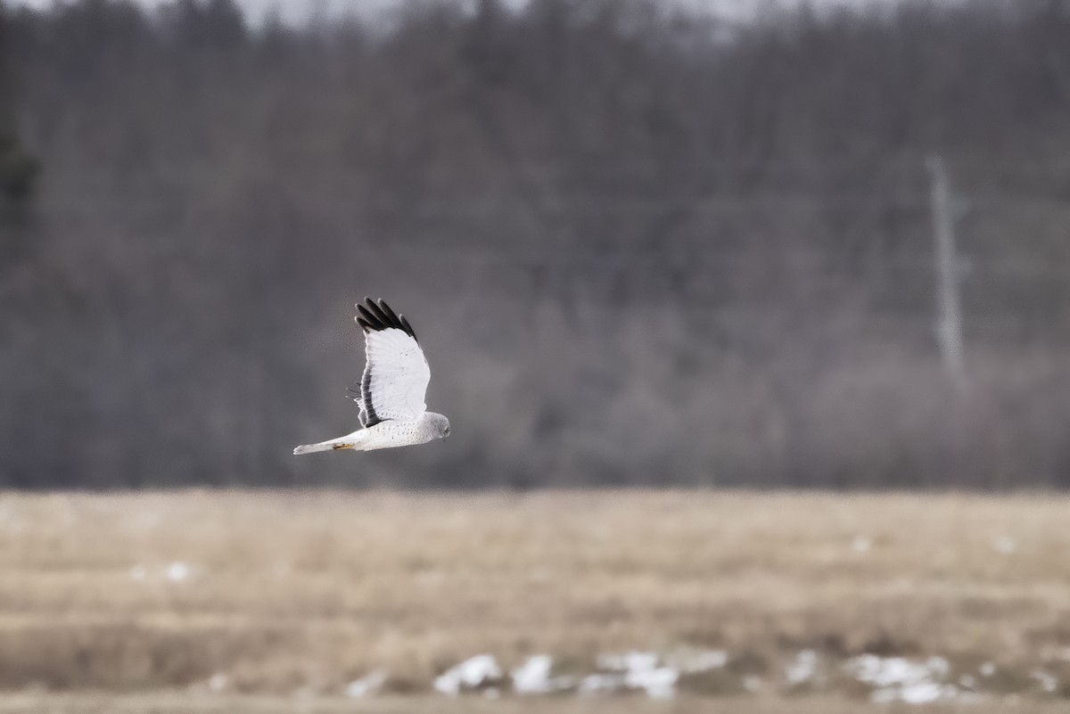 Лунь американський - ML647082909
