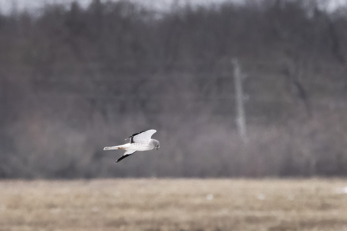 Лунь американський - ML647082910