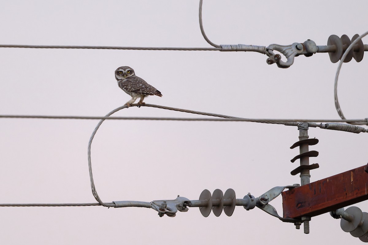 Chevêche brame - ML647082913