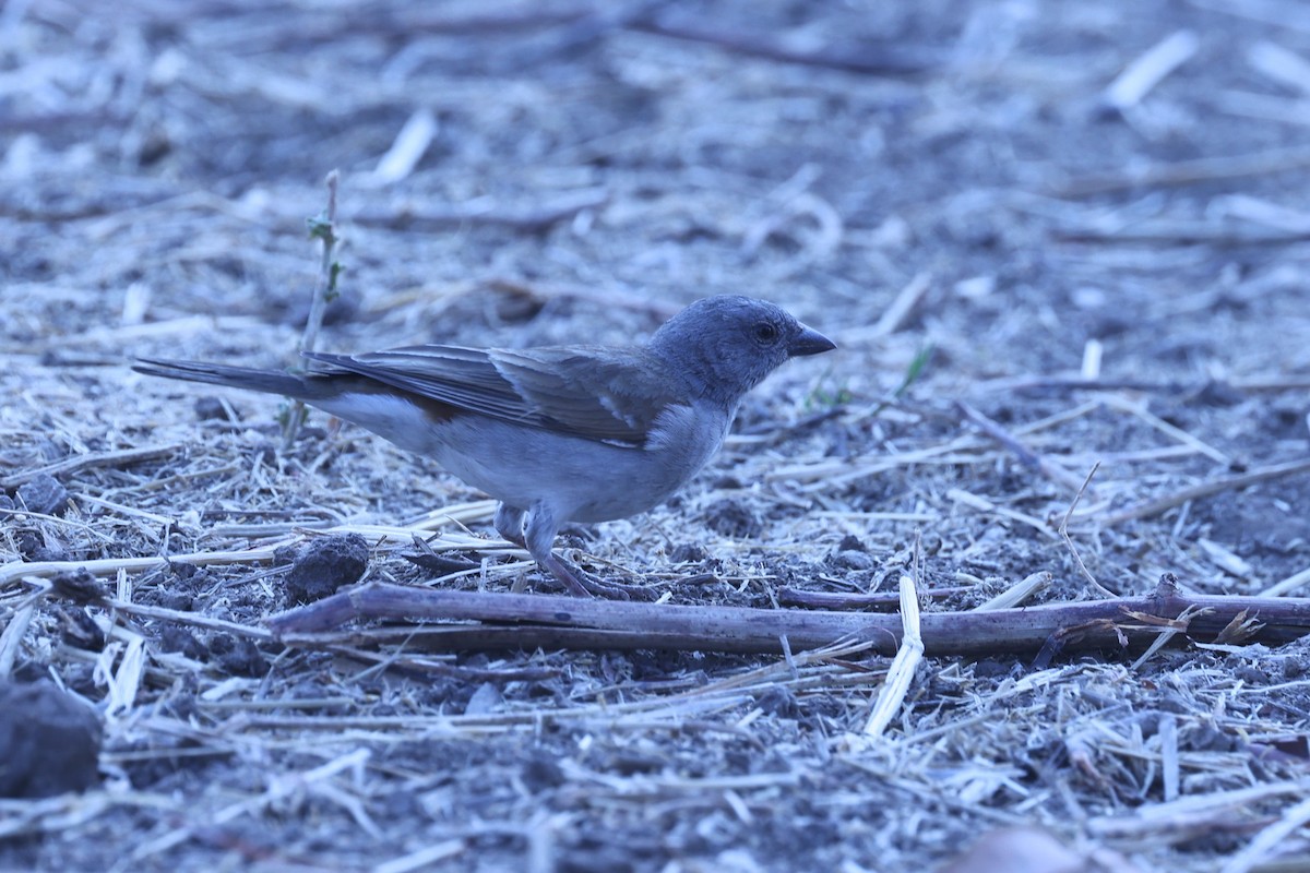 Southern Gray-headed Sparrow - ML647082915